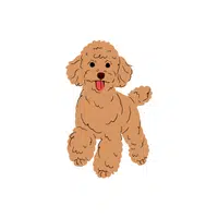  Poodle | Pet Animals Names in English