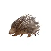 Porcupine