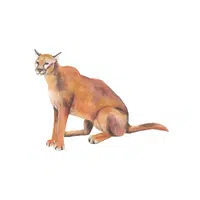 Puma | Forest Animals Names in English