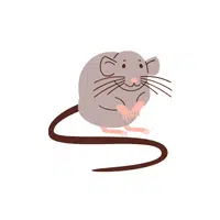 Rat | Pet Animals Names in English
