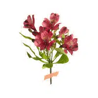 Red Alstroemeria
