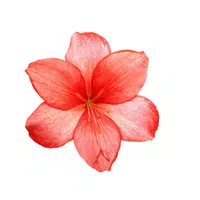 Red Amaryllis | Red Flowers Names in English