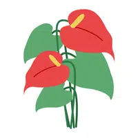 Red Anthurium | Red Flowers Names in English