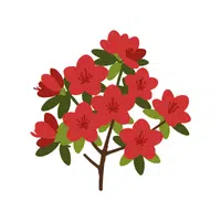 Red Azalea | Red Flowers Names in English