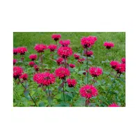 Red Bee Balm