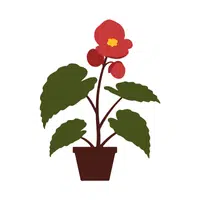 Red Begonia | Red Flowers Names in English