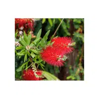 Red Bottlebrush | Red Flowers Names in English
