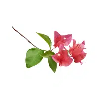 Red Bougainvillea