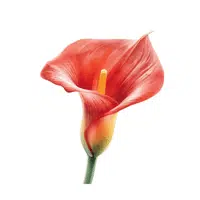 Red Calla Lily