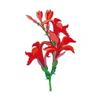 Red Canna | Red Flowers Names in English