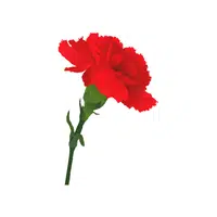 Red Carnation