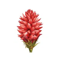 Red Celosia | Red Flowers Names in English