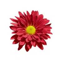 Red Chrysanthemum
