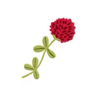 Red Clover Blossom