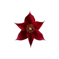 Red Columbine | Red Flowers Names in English