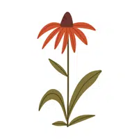 Red Coneflower