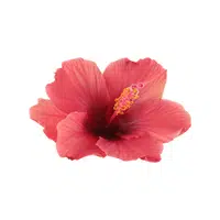 Red Coral Vine | Red Flowers Names in English