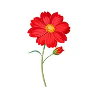 Red Coreopsis | Red Flowers Names in English
