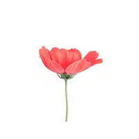 Red Cosmos | Red Flowers Names in English