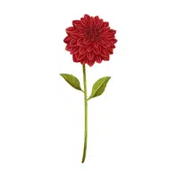 Red Dahlia | Red Flowers Names in English