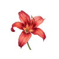 Red Daylily | Red Flowers Names in English