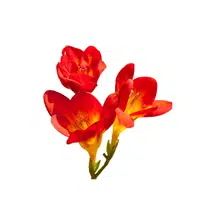 Red Freesia | Red Flowers Names in English