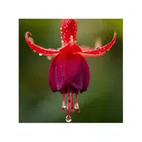 Red Fuchsia | Red Flowers Names in English