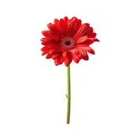 Red Gerbera Daisy