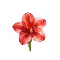 Red Gladiola | Red Flowers Names in English