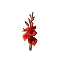Red Gladiolus