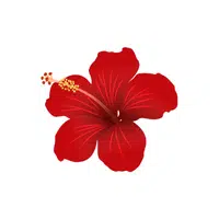 Red Hibiscus