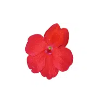 Red Impatiens