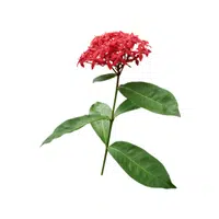 Red Ixora | Red Flowers Names in English