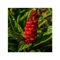 Red Justicia | Red Flowers Names in English