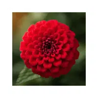 Red Lantana | Red Flowers Names in English