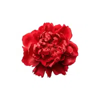 Red Peony | Red Flowers Names in English