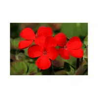 Red Phlox | Red Flowers Names in English
