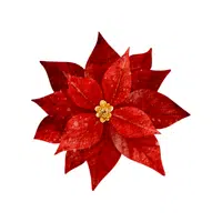 Red Poinsettia | Red Flowers Names in English