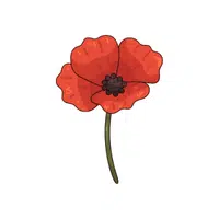 Red Poppy | Red Flowers Names in English