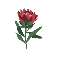 Red Protea | Red Flowers Names in English
