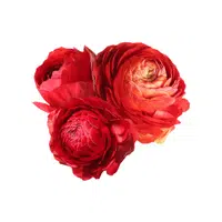 Red Ranunculus
