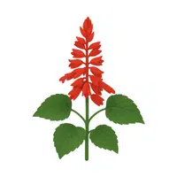 Red Salvia | Red Flowers Names in English