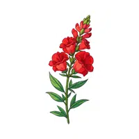 Red Snapdragon | Red Flowers Names in English
