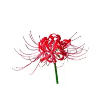 Red Spider Lily