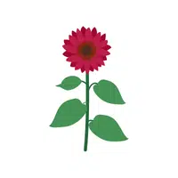Red Sunflower
