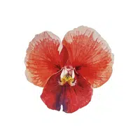 Red Sweet Pea
