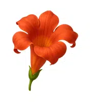 Red Trumpet Vine