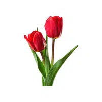 Red Tulip | Red Flowers Names in English