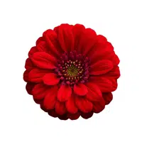 Red Verbena 