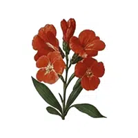 Red Wallflower